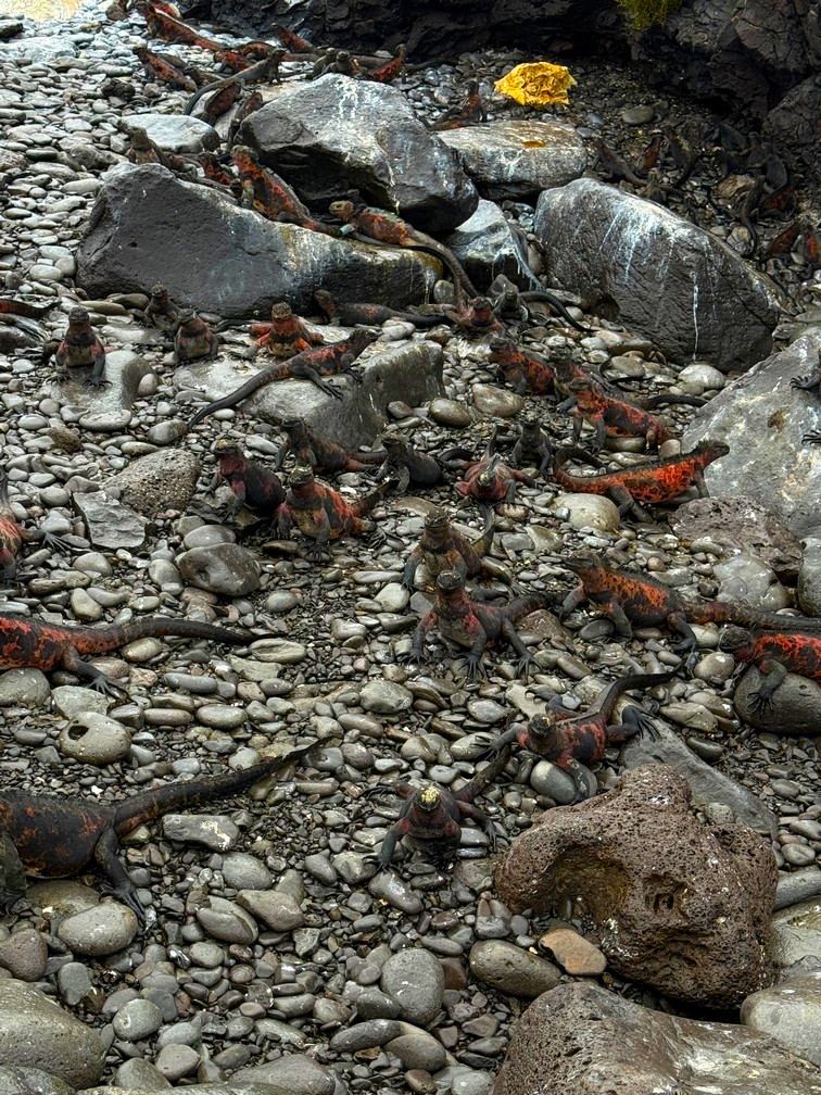 You will see many Marine Iguanas