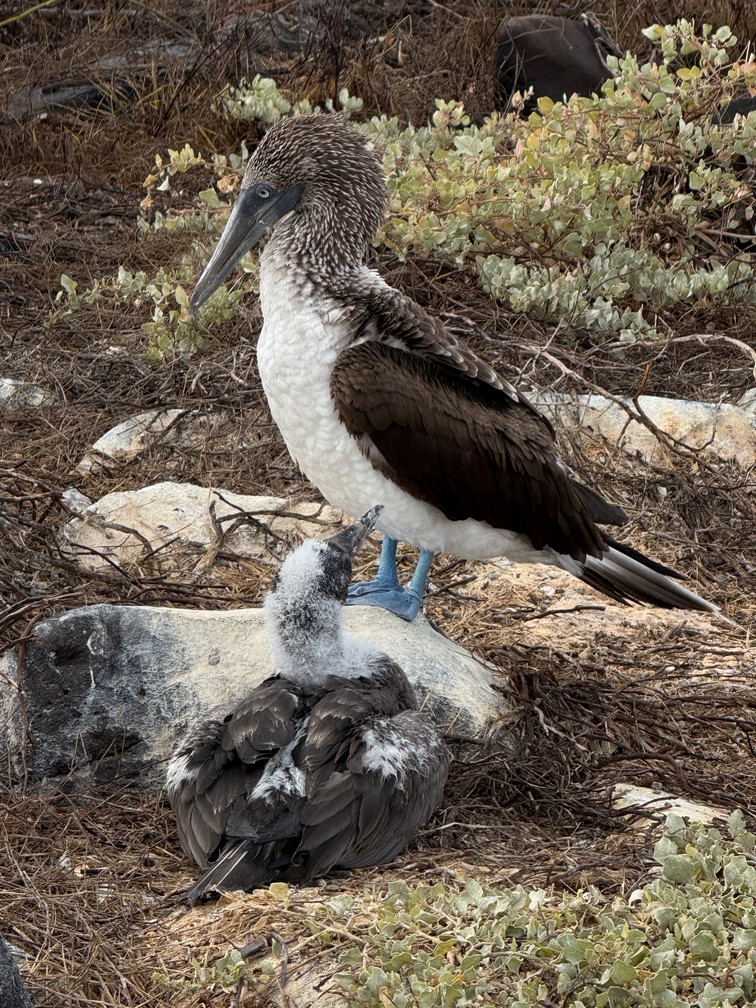Blue-Footed Boobie with Baby (Say that three times fast!)