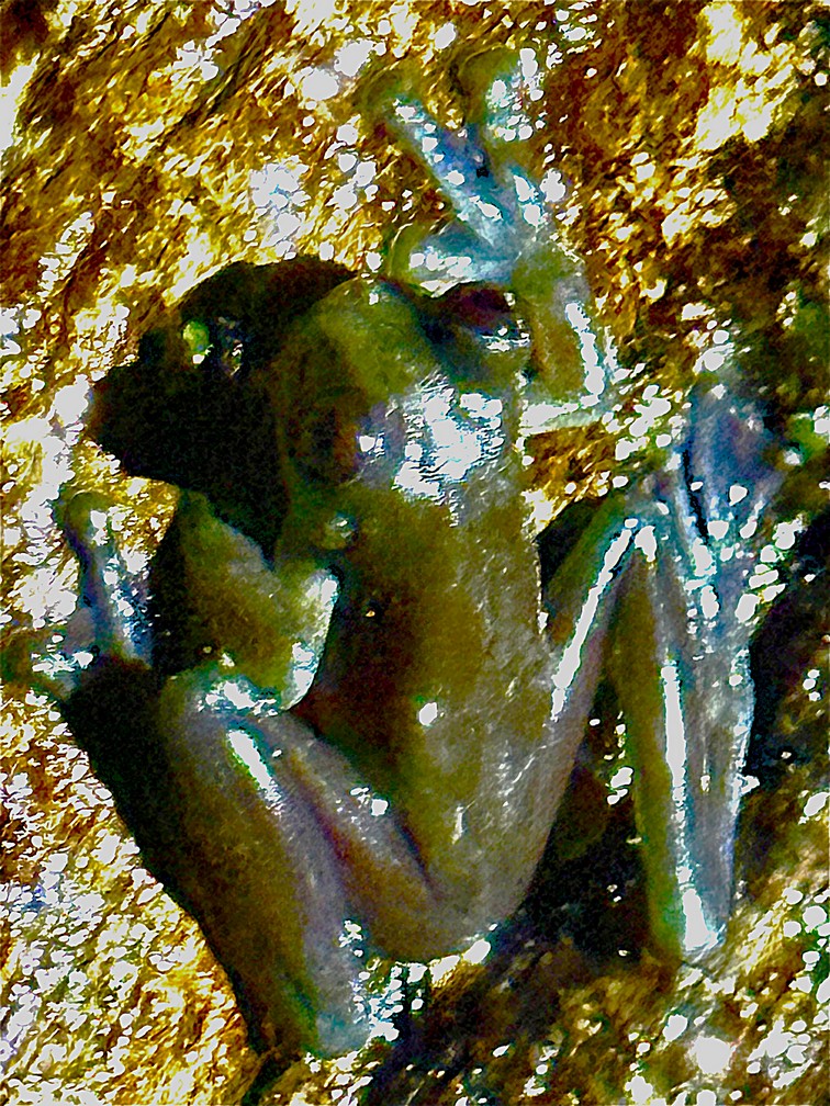 Glass Frog from above