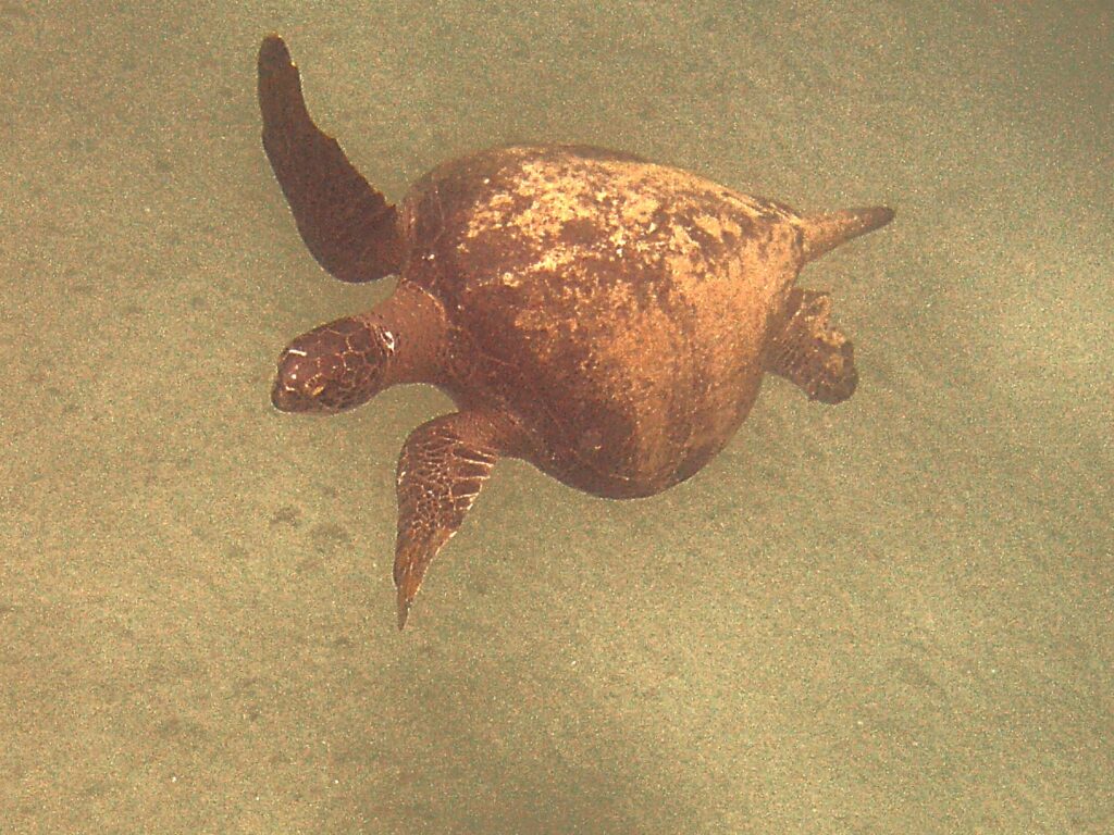 Snorkeling with Sea Turtles