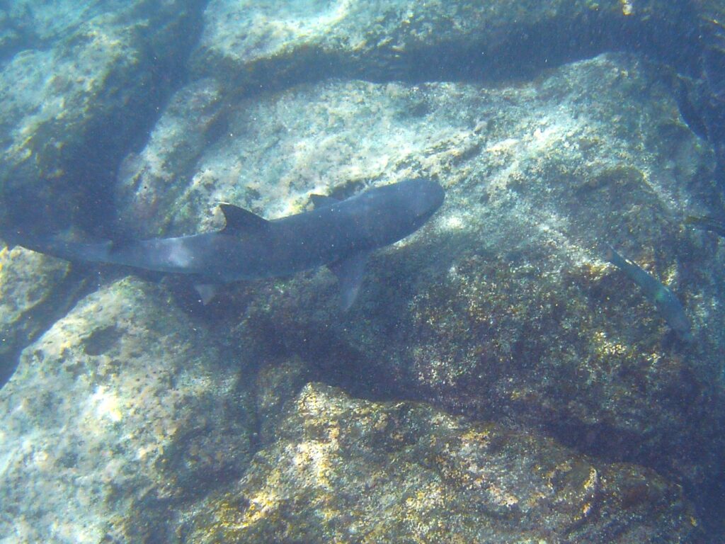 Snorkeling with Sharks