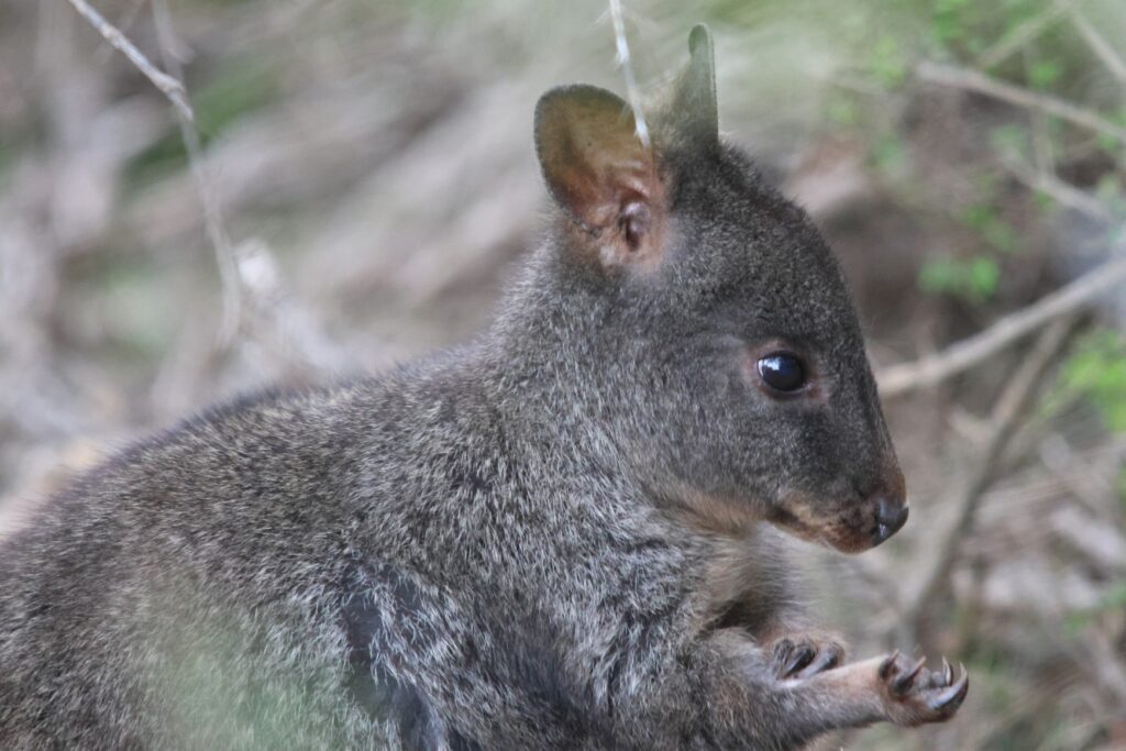Pademelon 