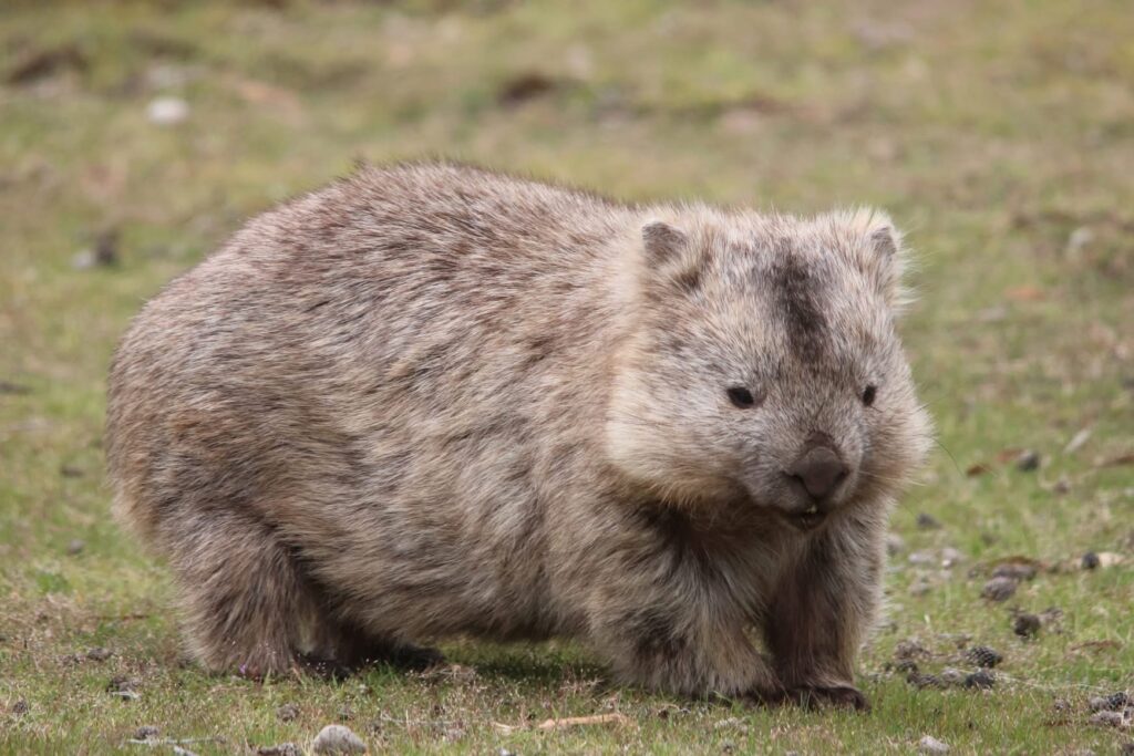 Wombat - Maria Island