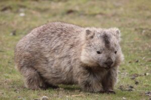 Wombat - Maria Island