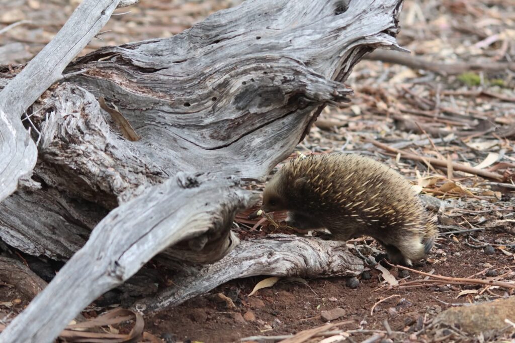 Echidna- Maria Island