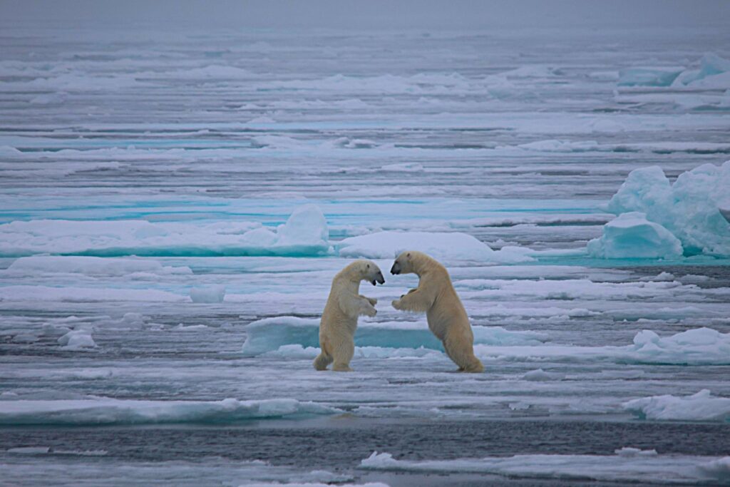 Above 80 Degrees North in the Arctic