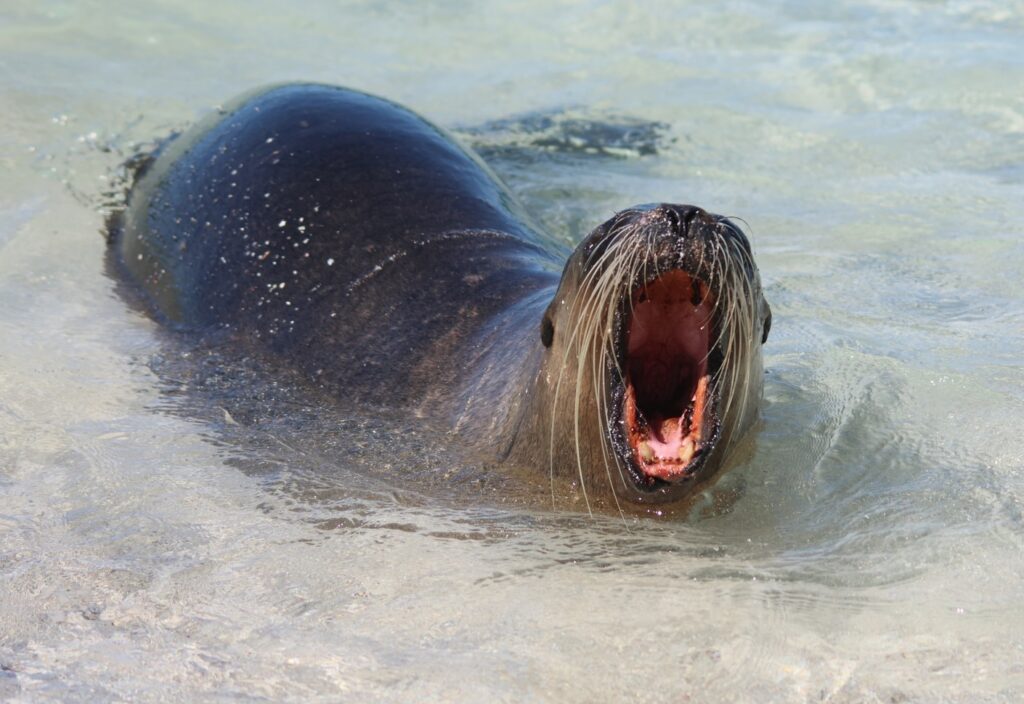 Ya' can't beat watching Sea Lions having fun in the surf!
