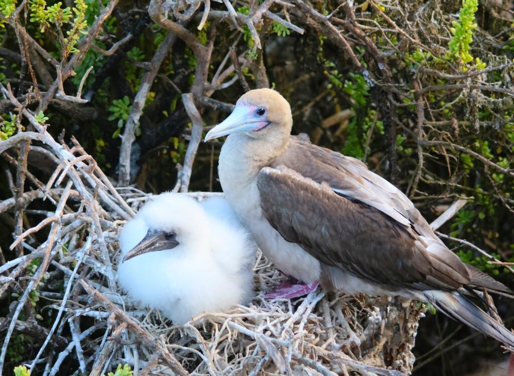 Red Footed Booby with Chick
