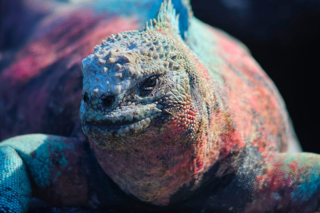 Christmas Marine Iguana. It changes to these breeding colors in December.