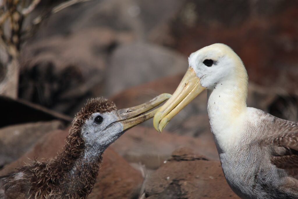 Waved Albatross and Chick
