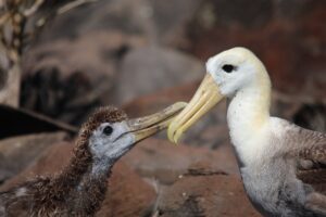 Waved Albatross and Chick