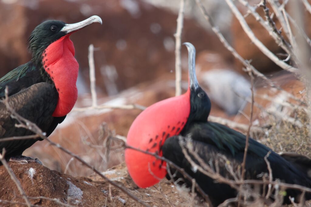 Magnificent Frigatebirds