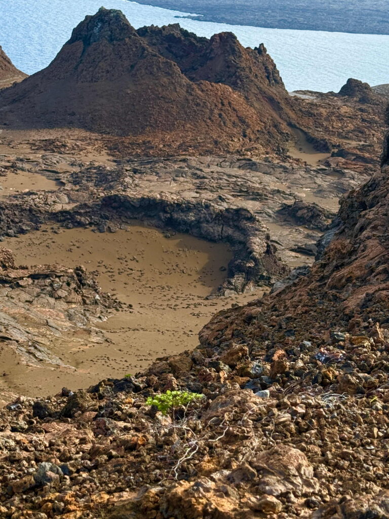 A young tree struggling to survive in the harsh lava fields of Bartolome Island