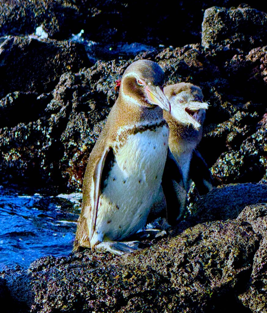 Galapagos Penguin and Chick