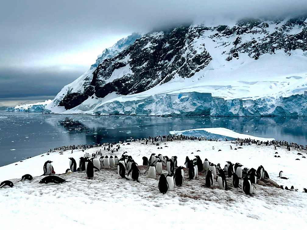 Neko Harbour, Antarctica