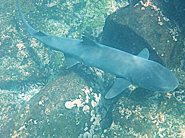 Snorkeling with White Tipped Reef Sharks