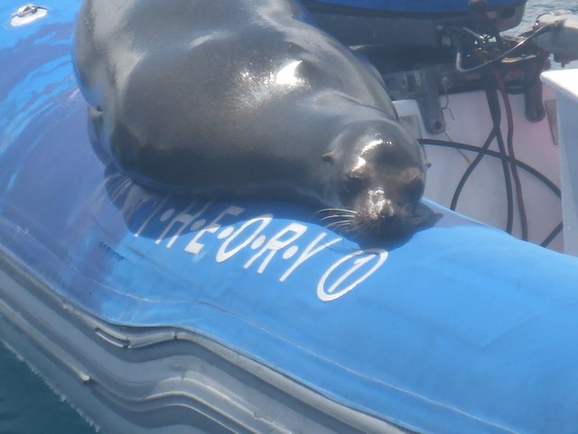 Each yacht-finished panga (canvas covers and mesh floors) - holds 10 guests, but exceptions are made!