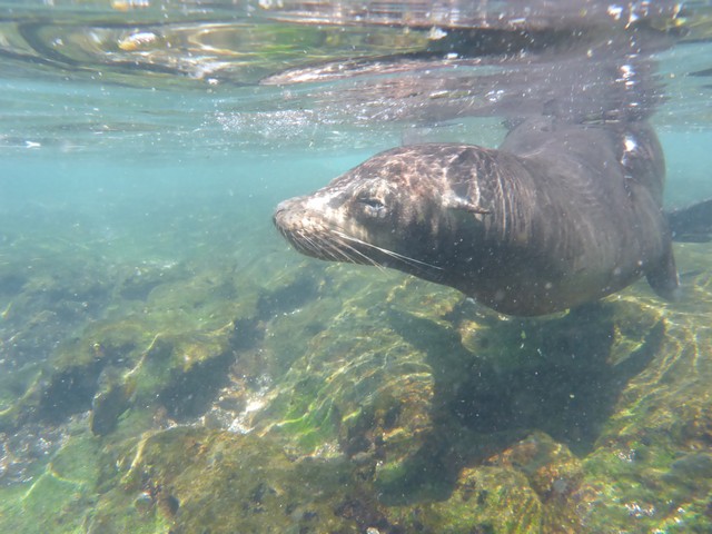 Nose to Nose with a Sea Lion in the shallows