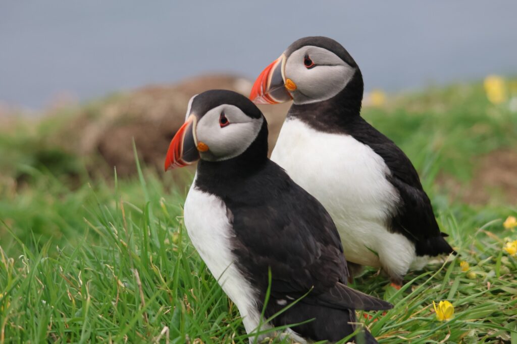 Puffins