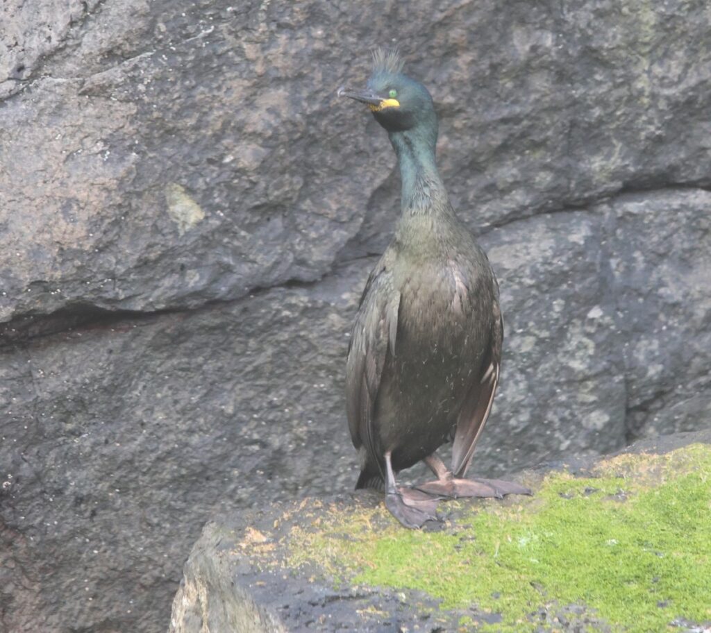 European Shag