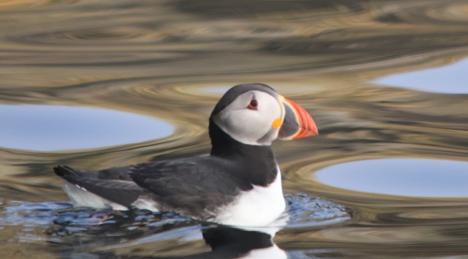 Puffin