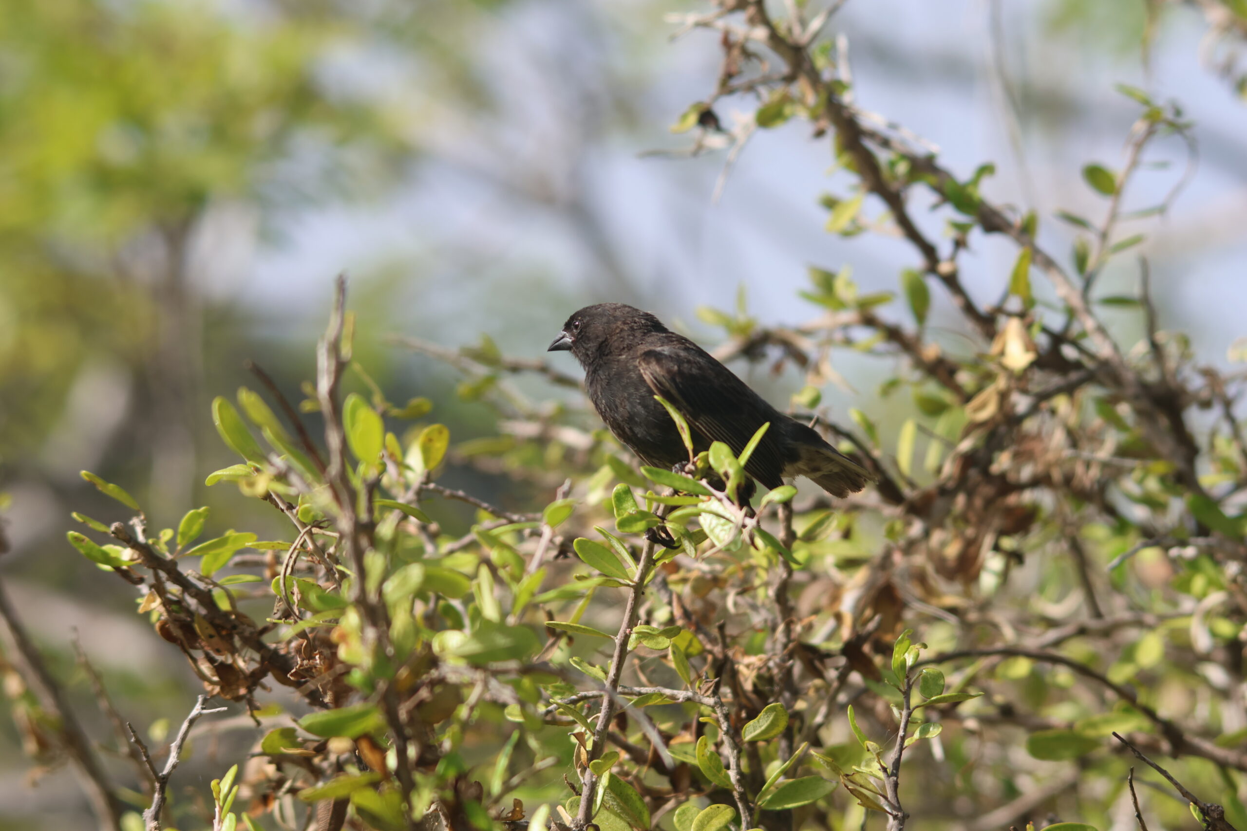 One of Darwin's Finches - Broad beak means it has evolved to eat larger and harder seeds