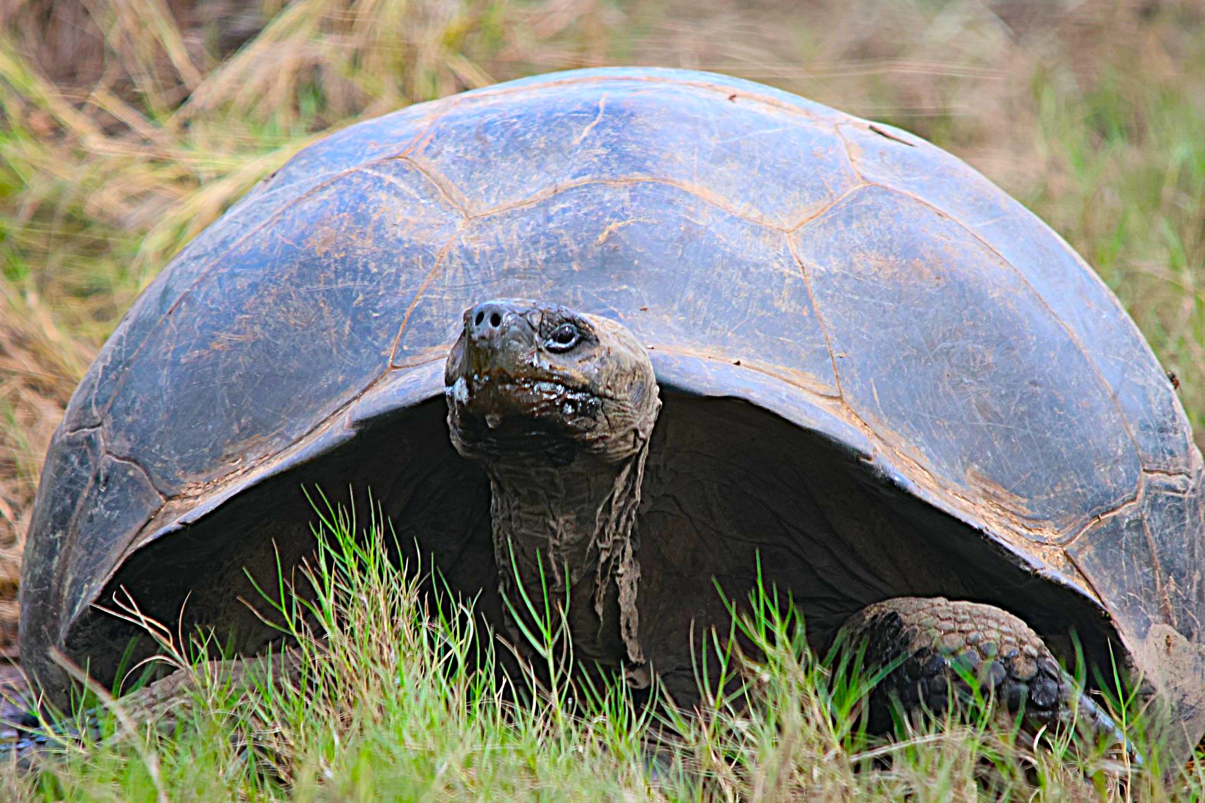 Galapagos Tortoise in the wild