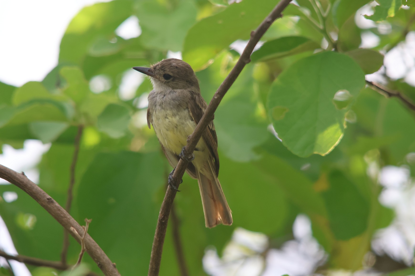 Galapagos Flycatcher