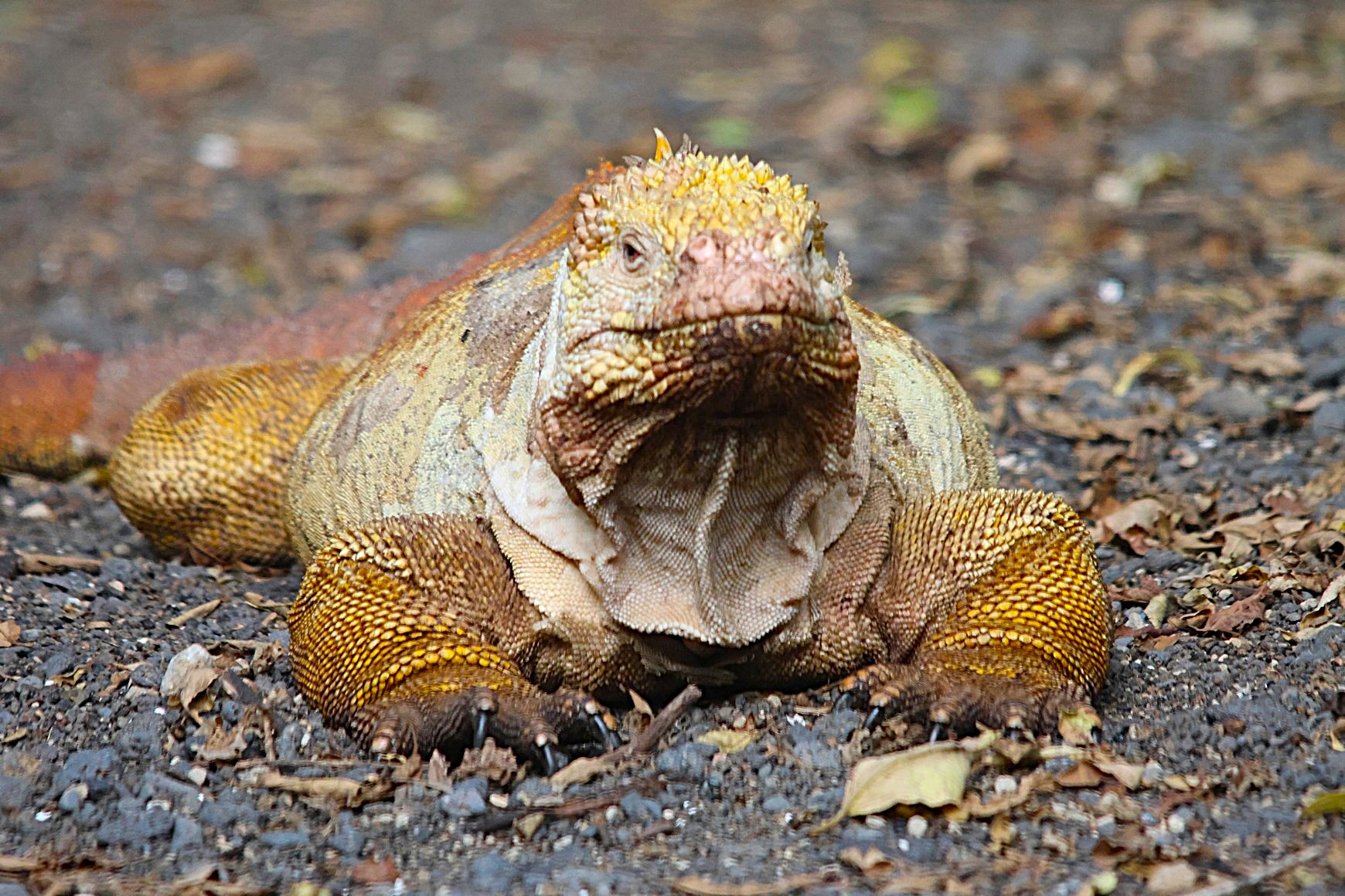 Land Iguana