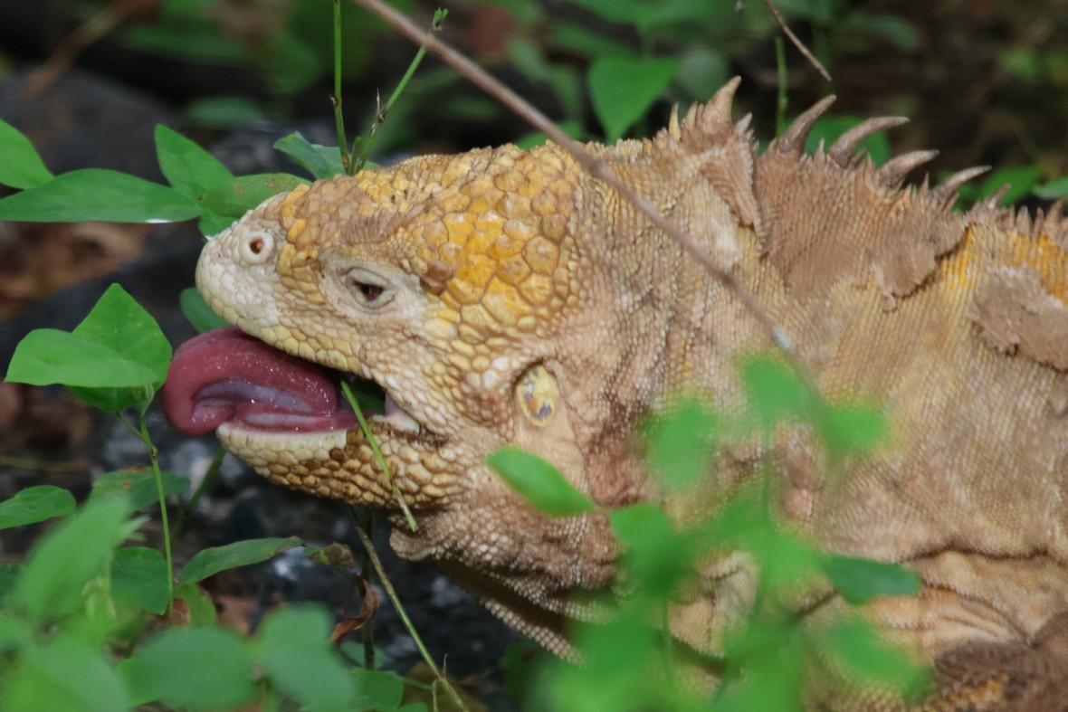 A very hungry Land Iguana