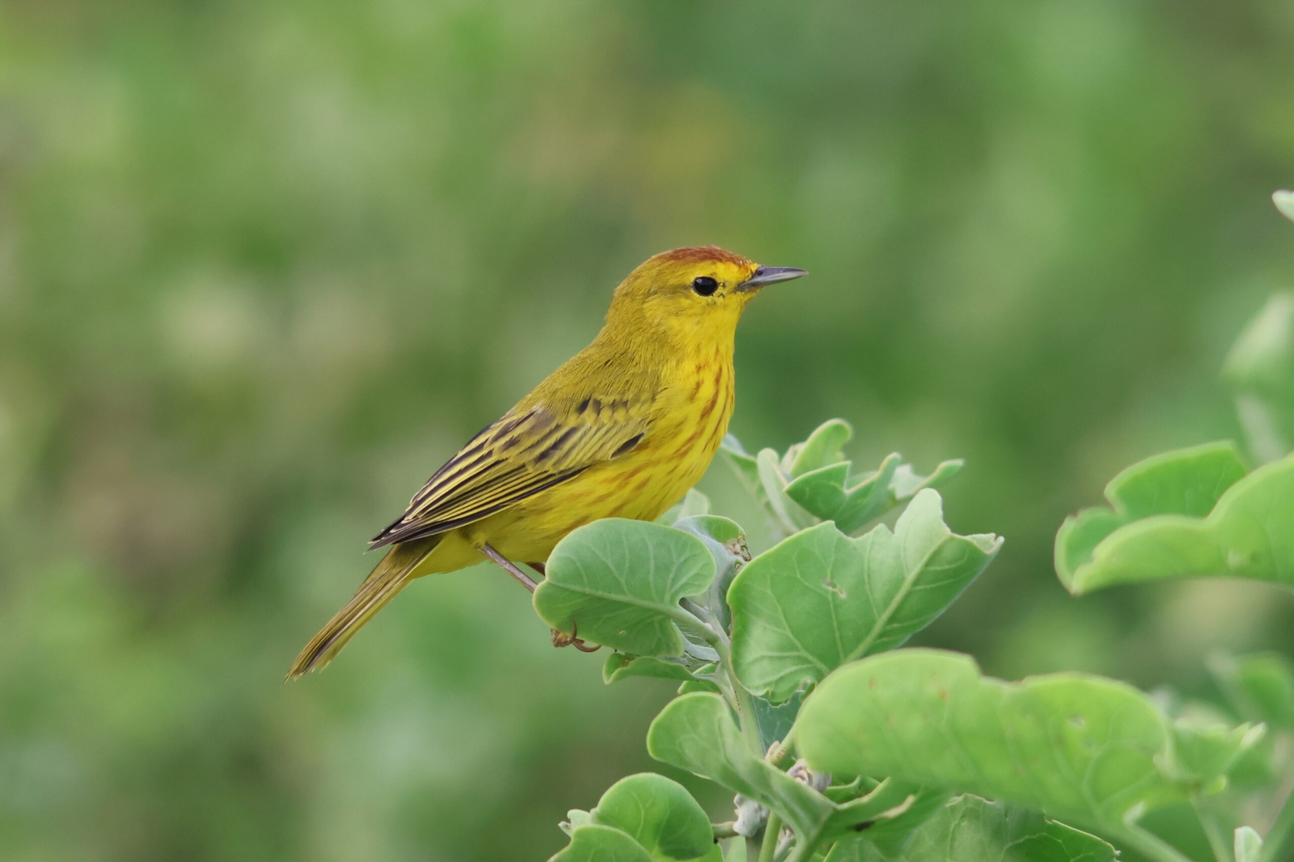 Yellow Warbler