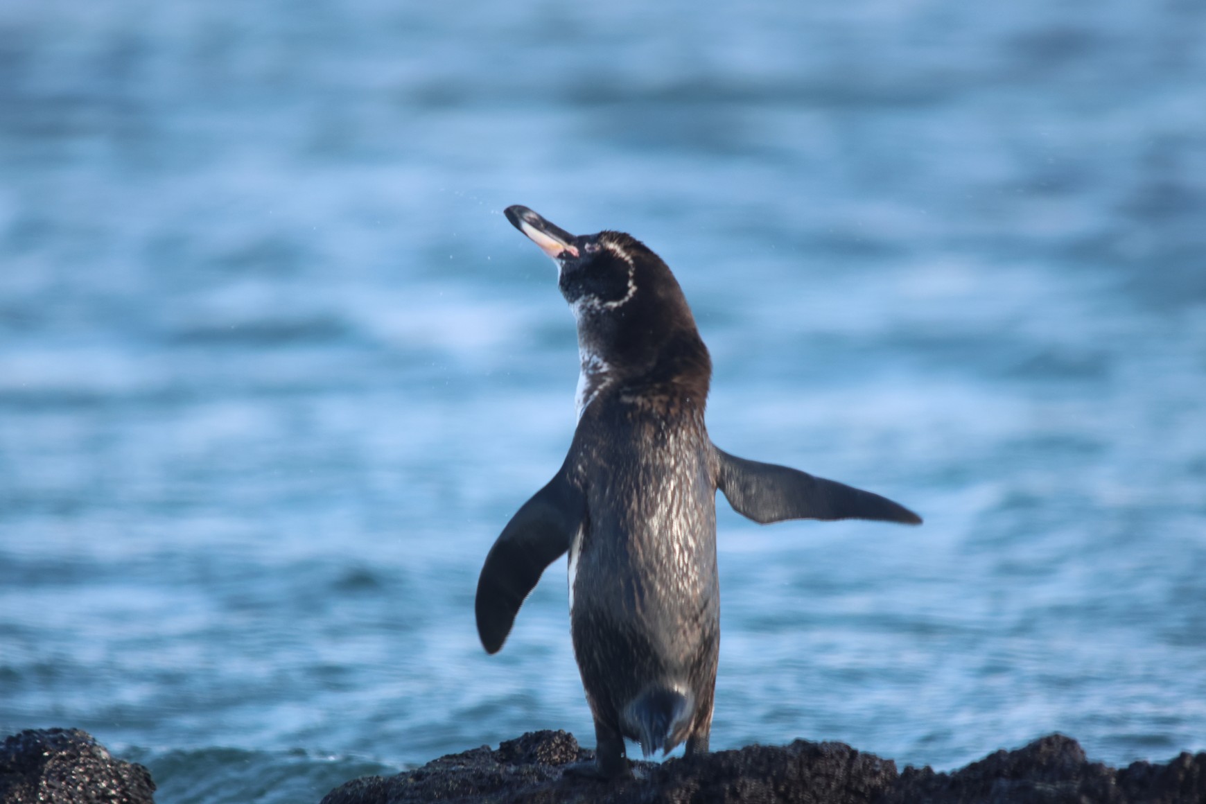 Galapagos Penguin