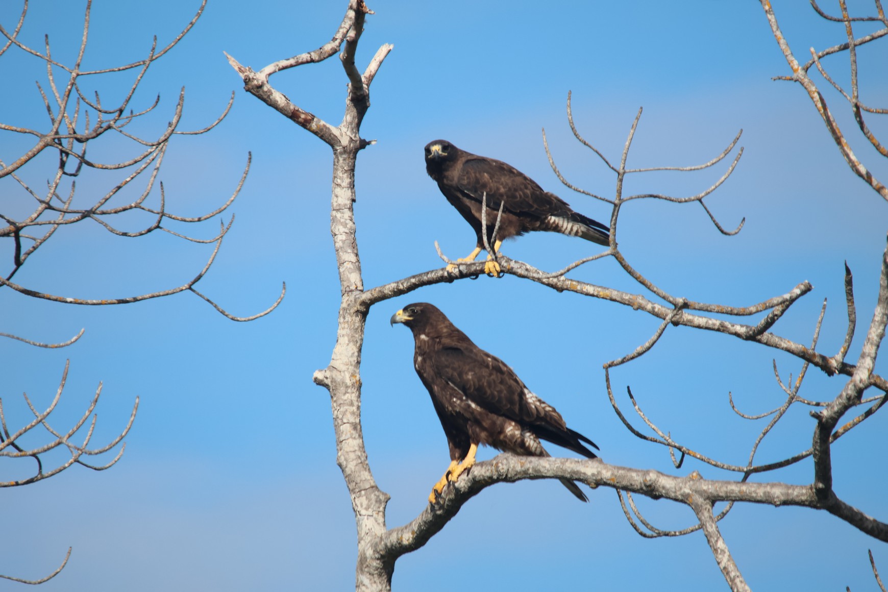 Galapagos Hawks