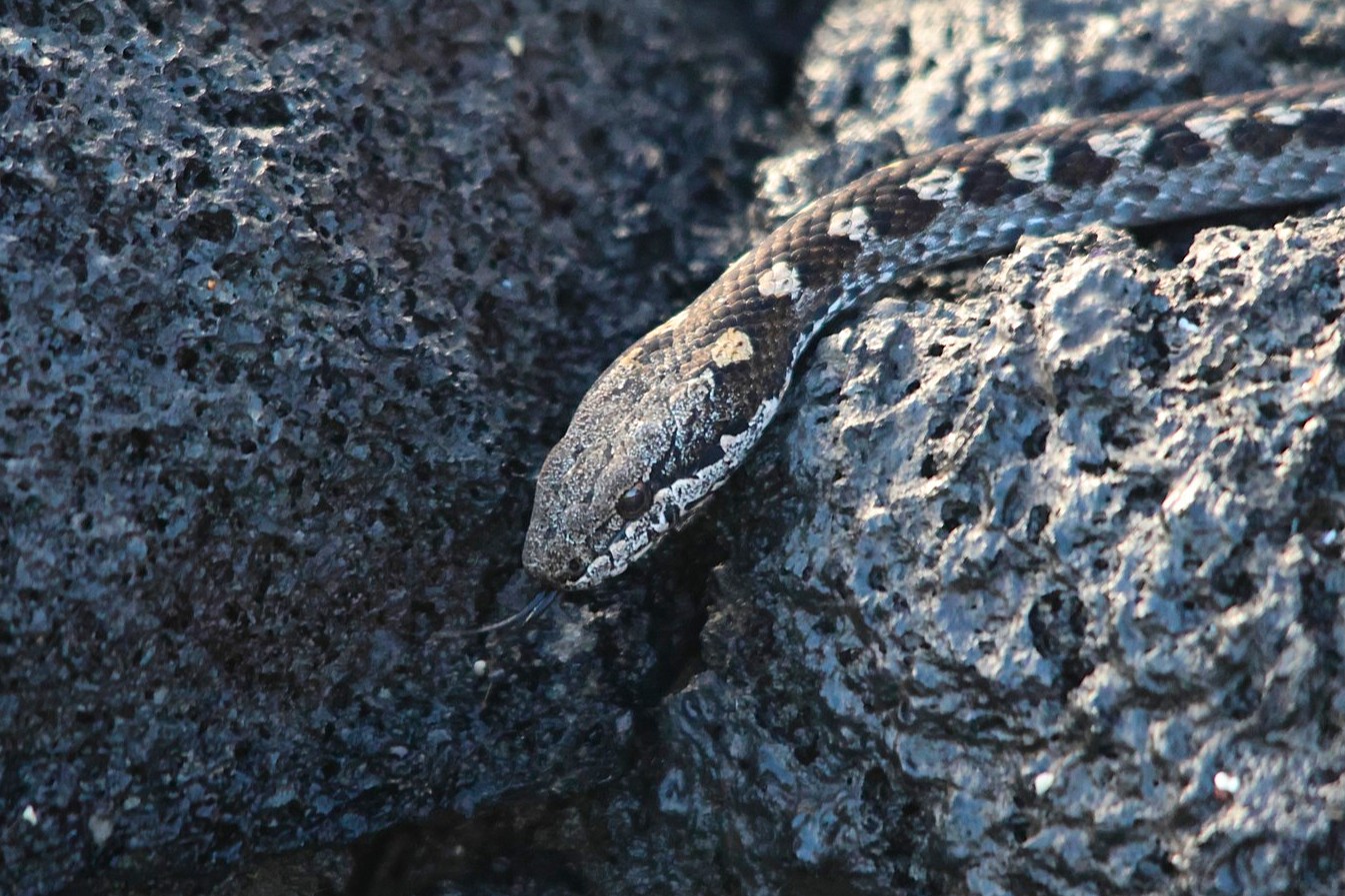 Harmless Galapagos Racer Snake
