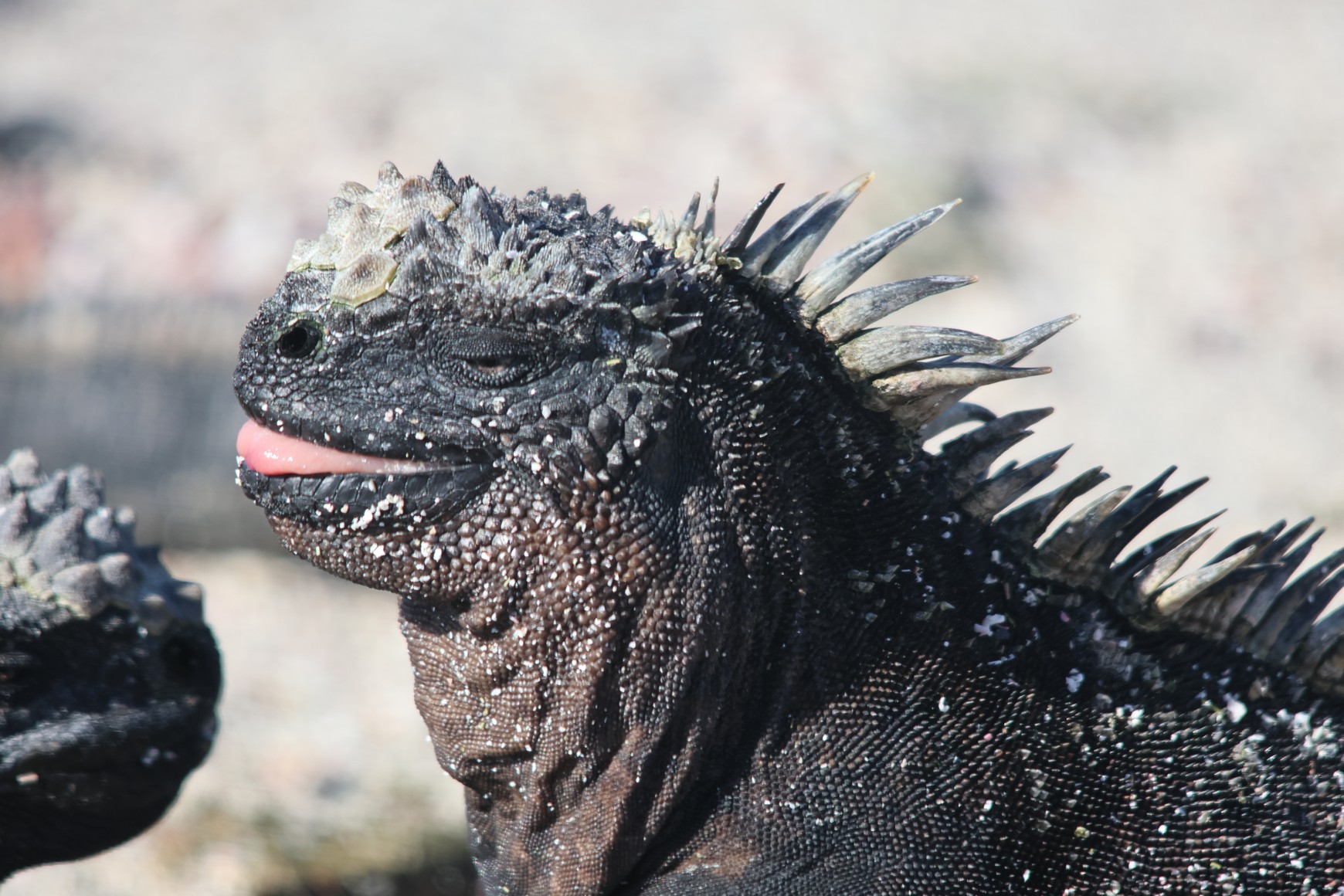 Marine Iguana
