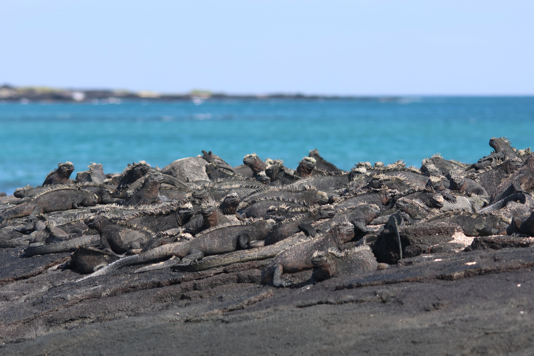 Thousands of Marine Iguanas
