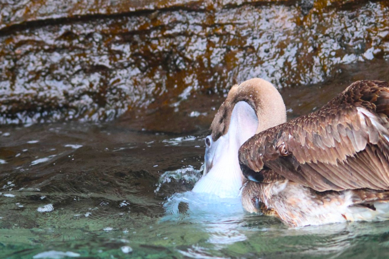 A fishing Pelican with full pouch