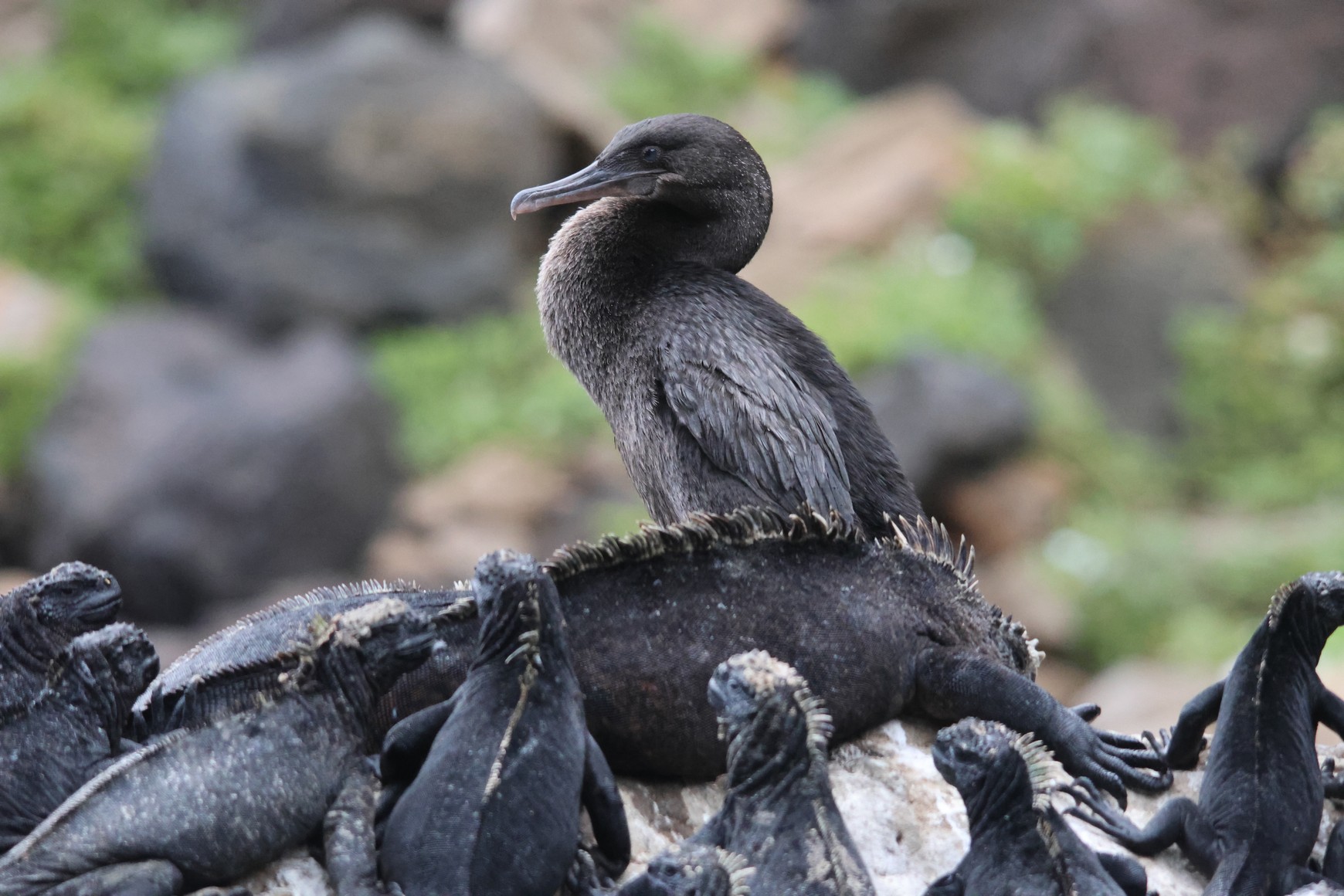 Flightless Cormorant and Marine Iguanas