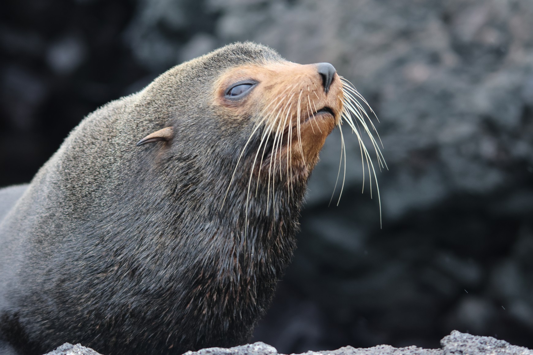 Fur Seal - Definitely not as playful as the Sea Lions!