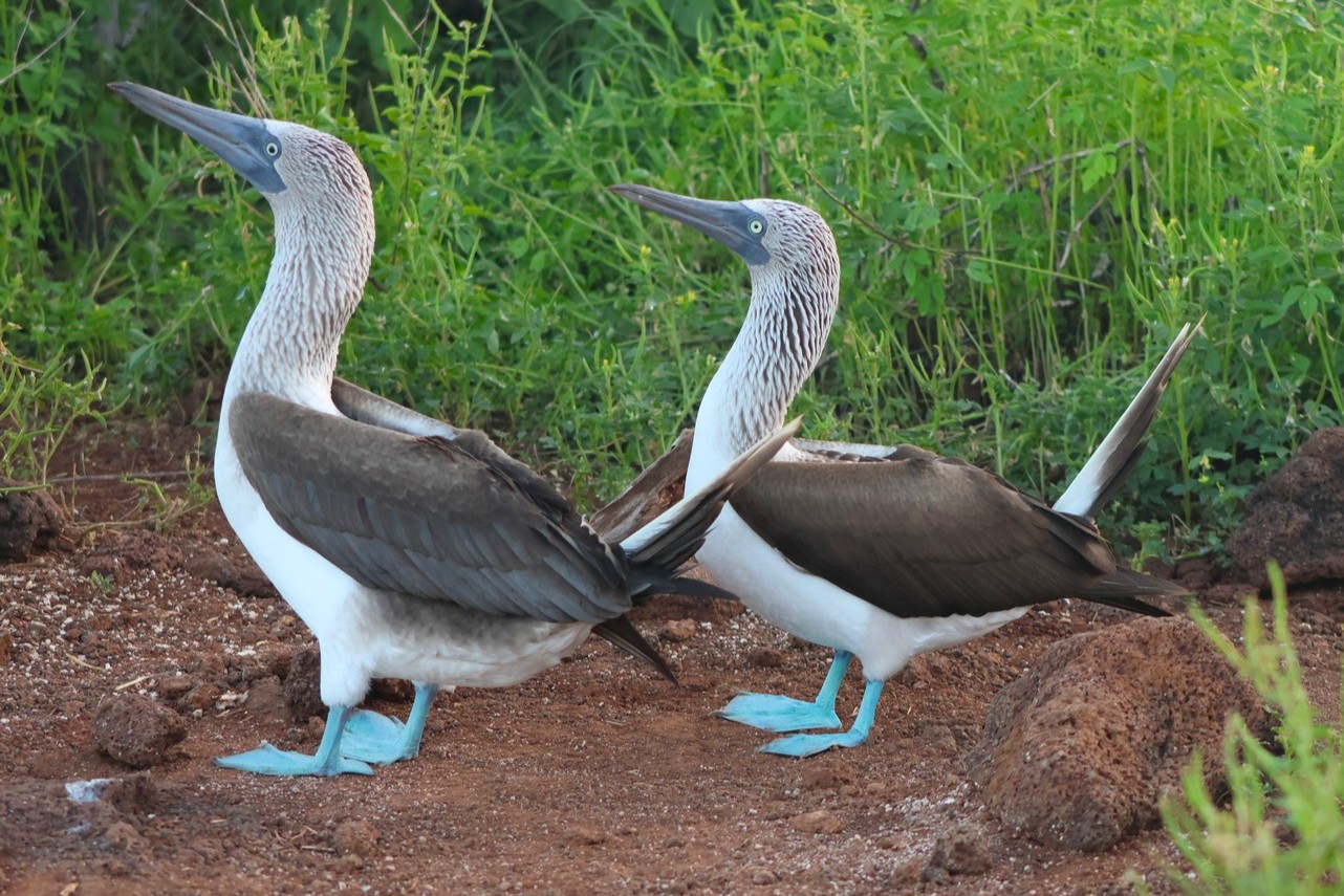 Blue-Footed Boobies