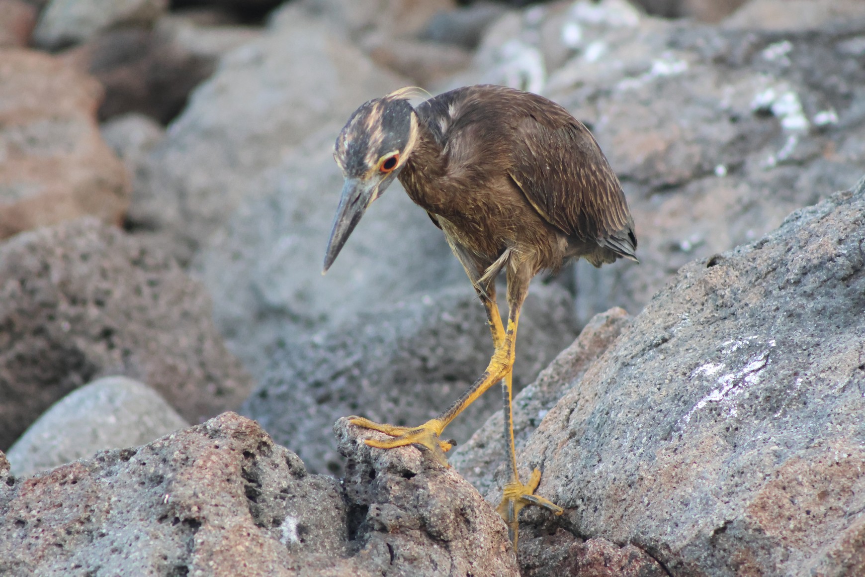 Yellow Crowned Night Heron