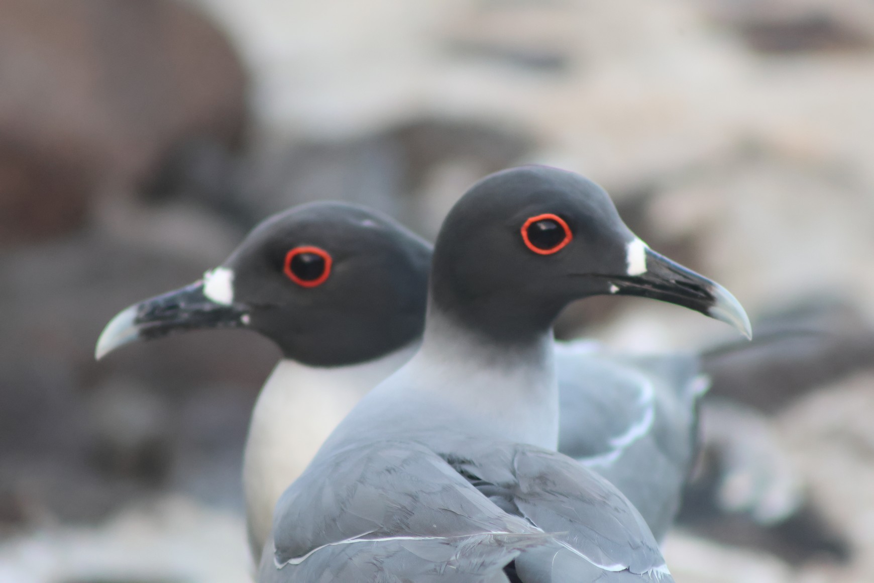 Swallow-tailed Gulls