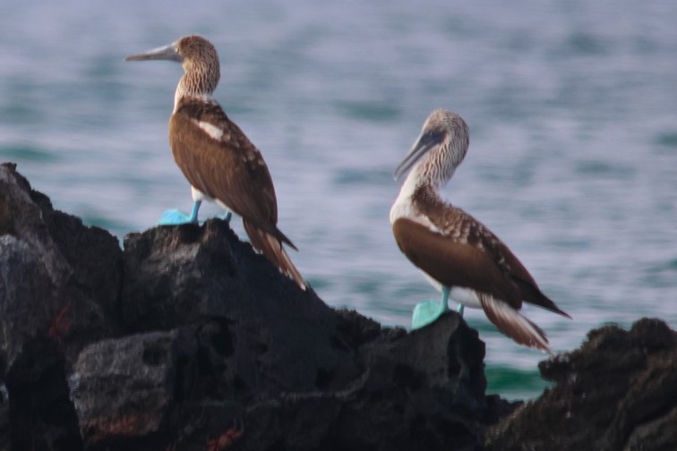 Blue-footed Boobies