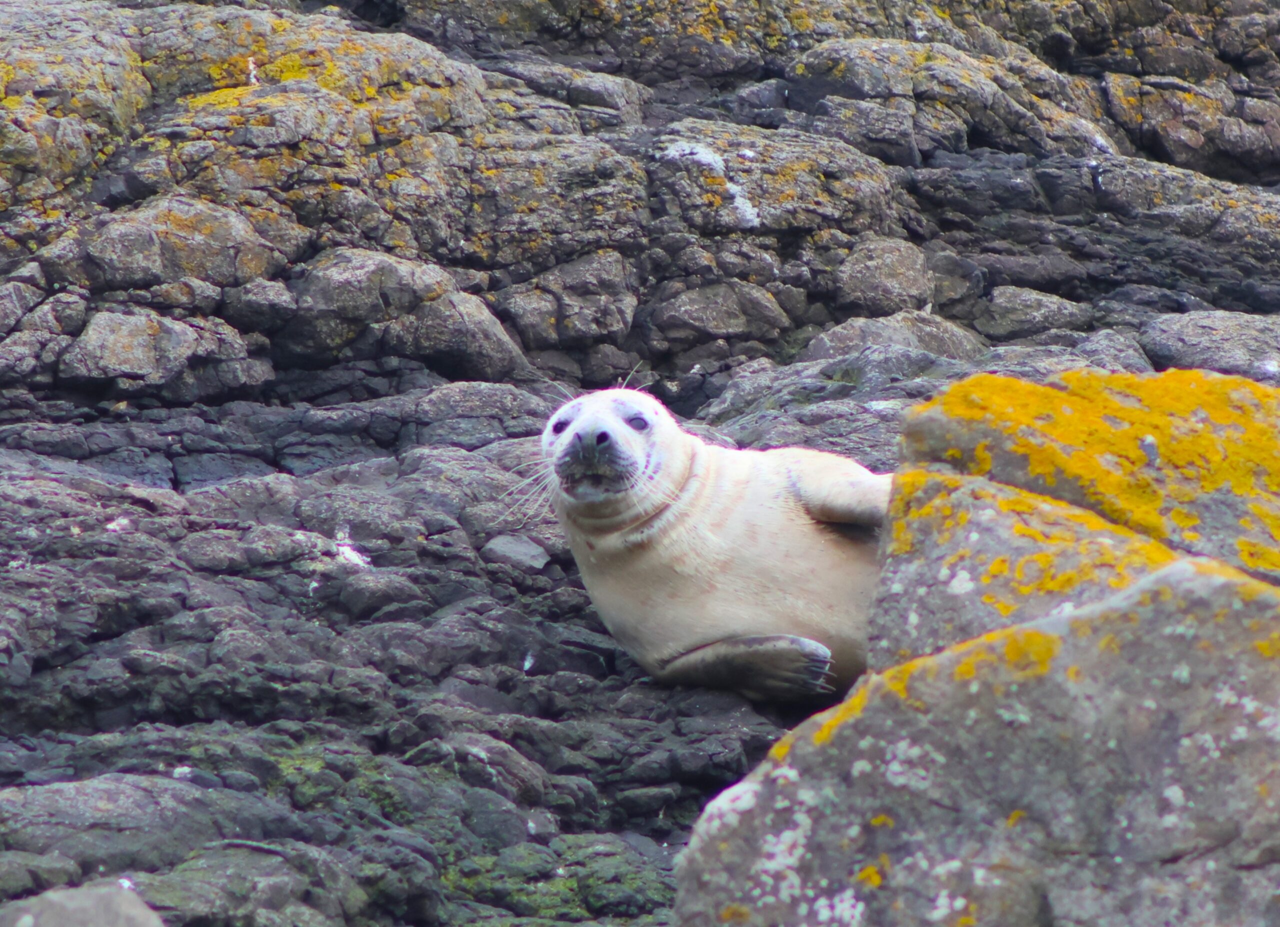 Grey Seal