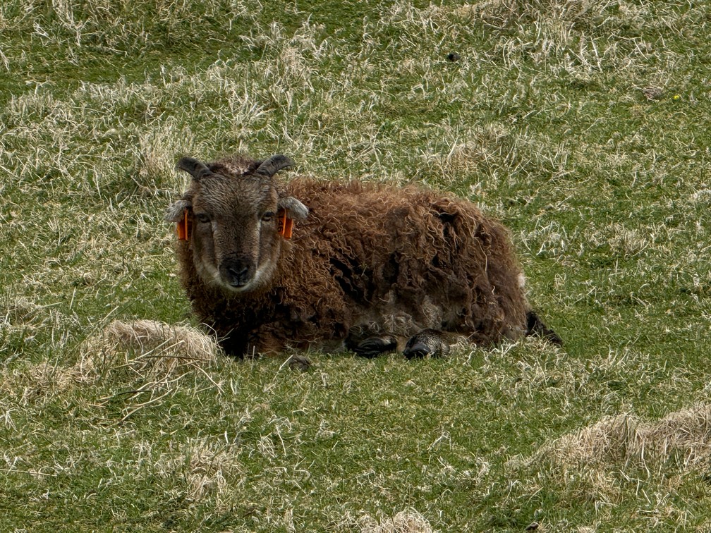 Soay Sheep