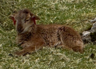 Soay Lamb
