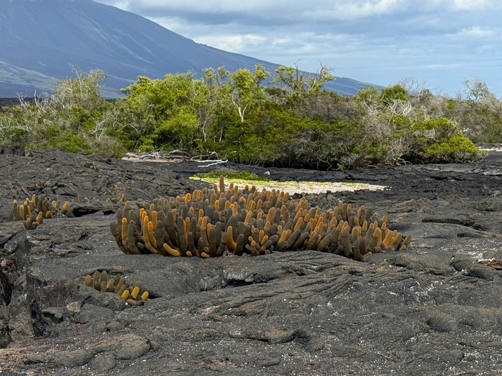 Galapagos Candelabra Catus among the Lava Fields 