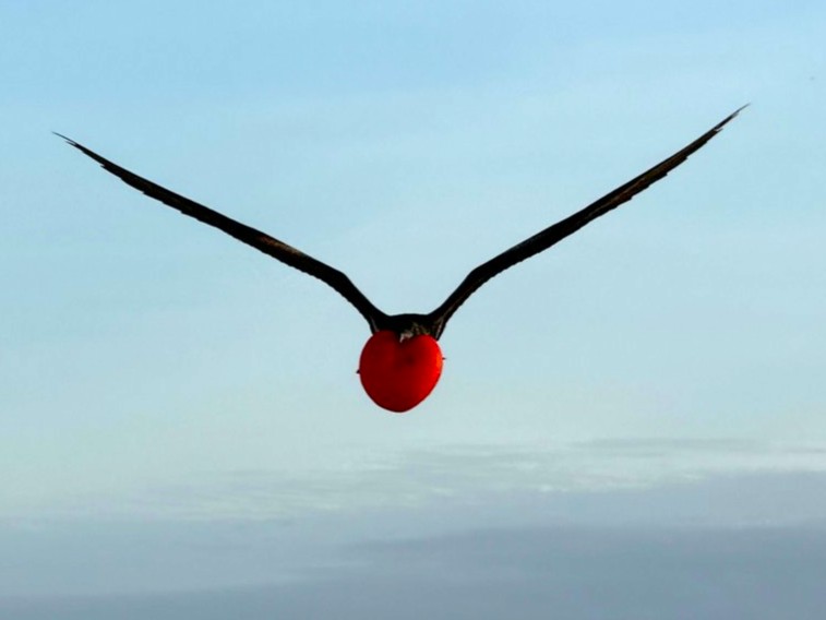 Magnificent Frigatebird