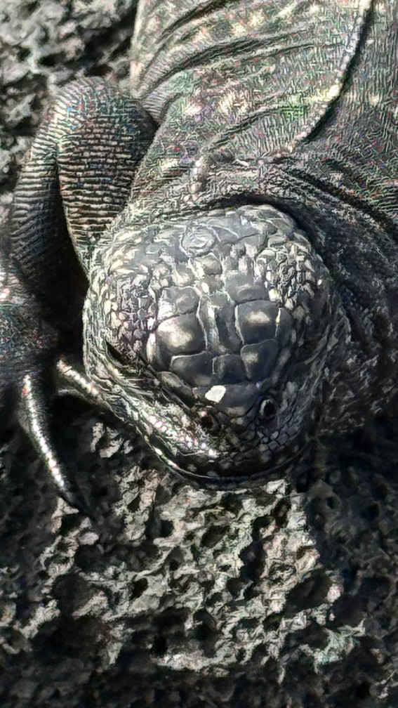 Hatchling Marine Iguanas are almost more intimidating looking than the adults