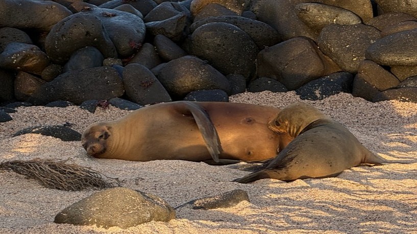Sea lion with pup